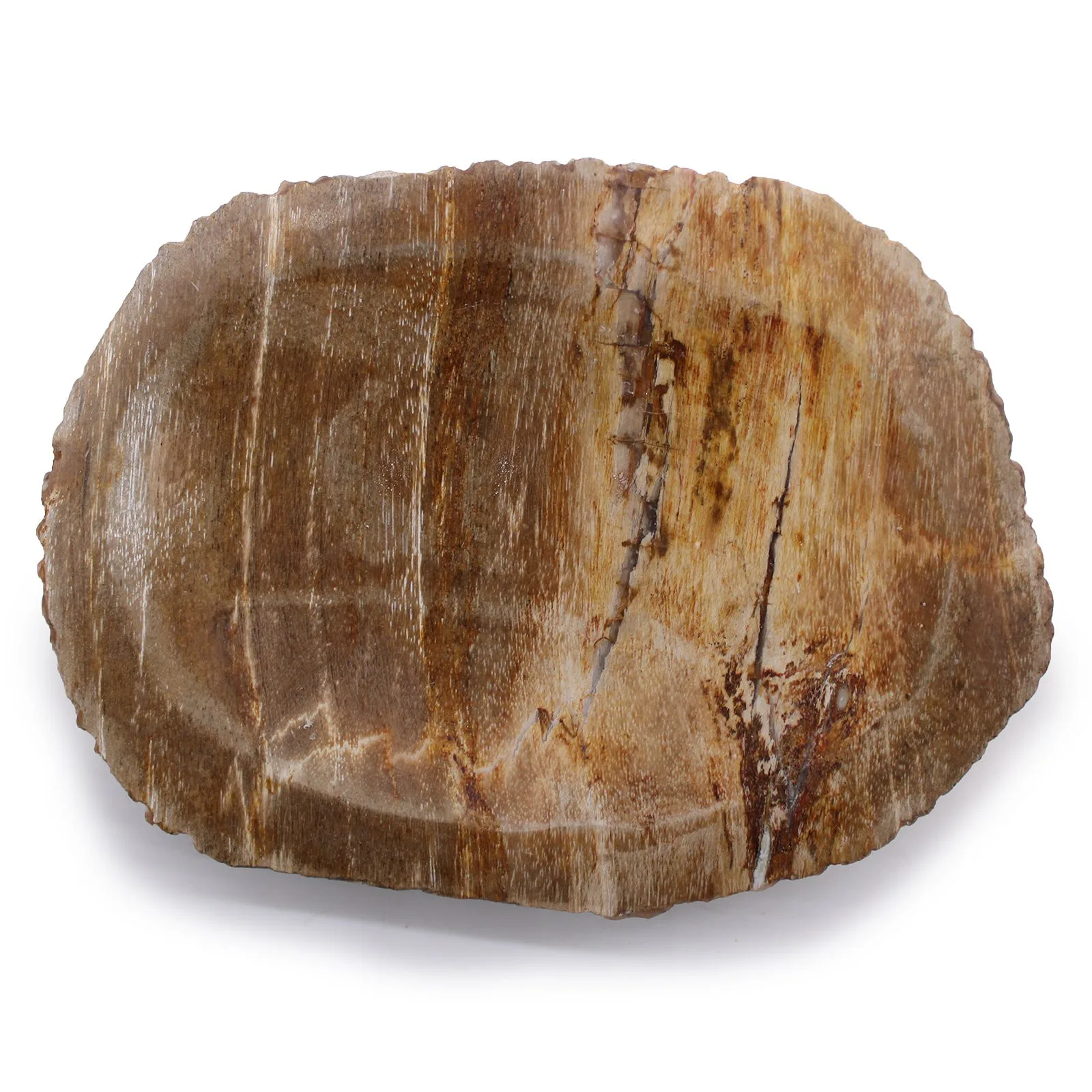 Soap Dish - Petrified Wood - Image 2