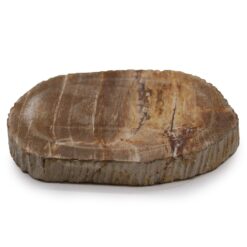 Petrified Wood Soap Dish